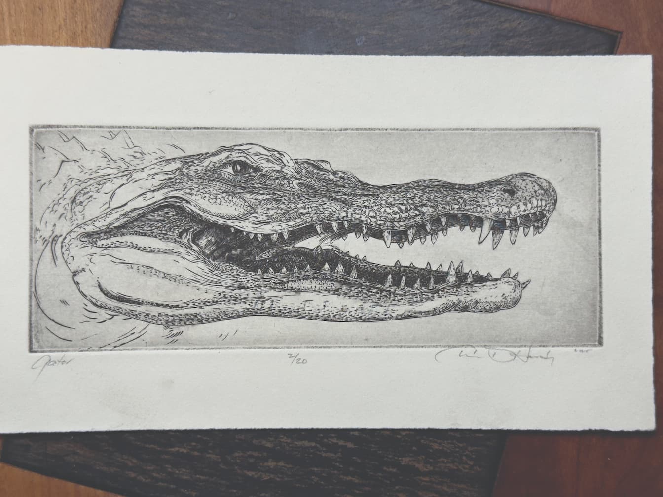 Alligator by Charley Hardy