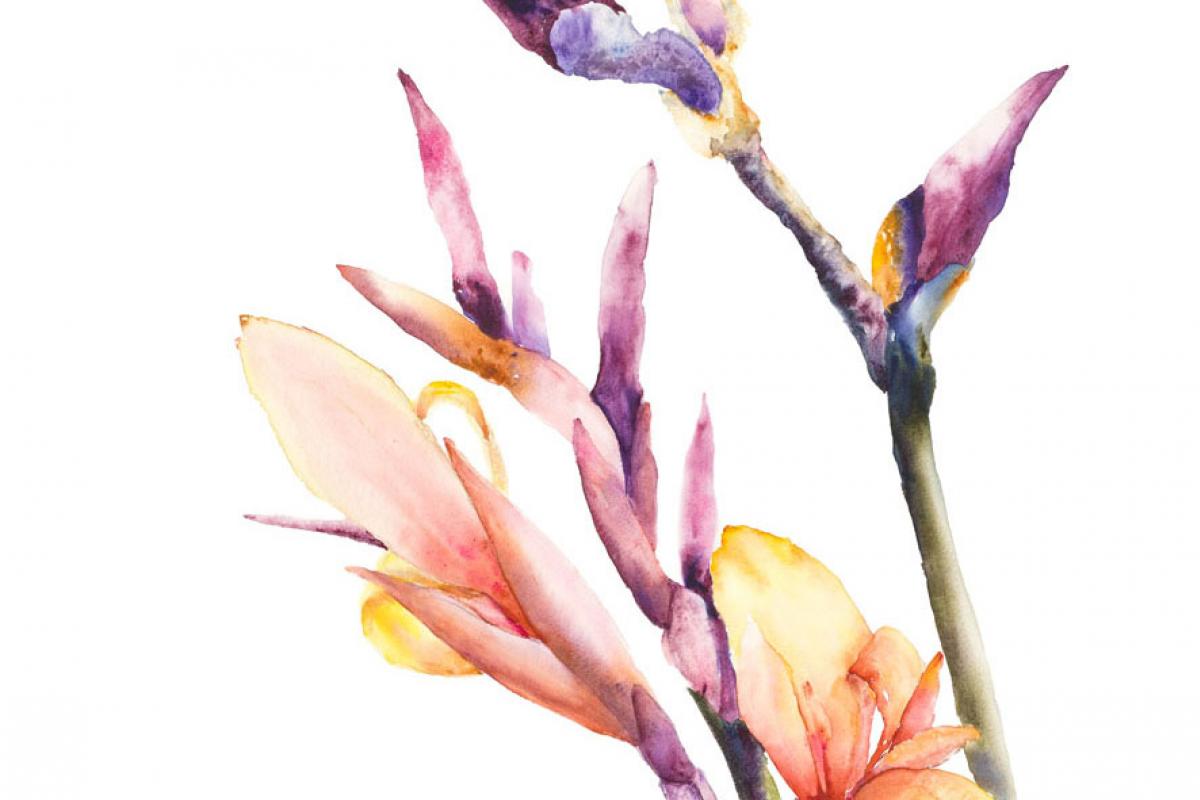 Judy Milne - Canna Flowers
