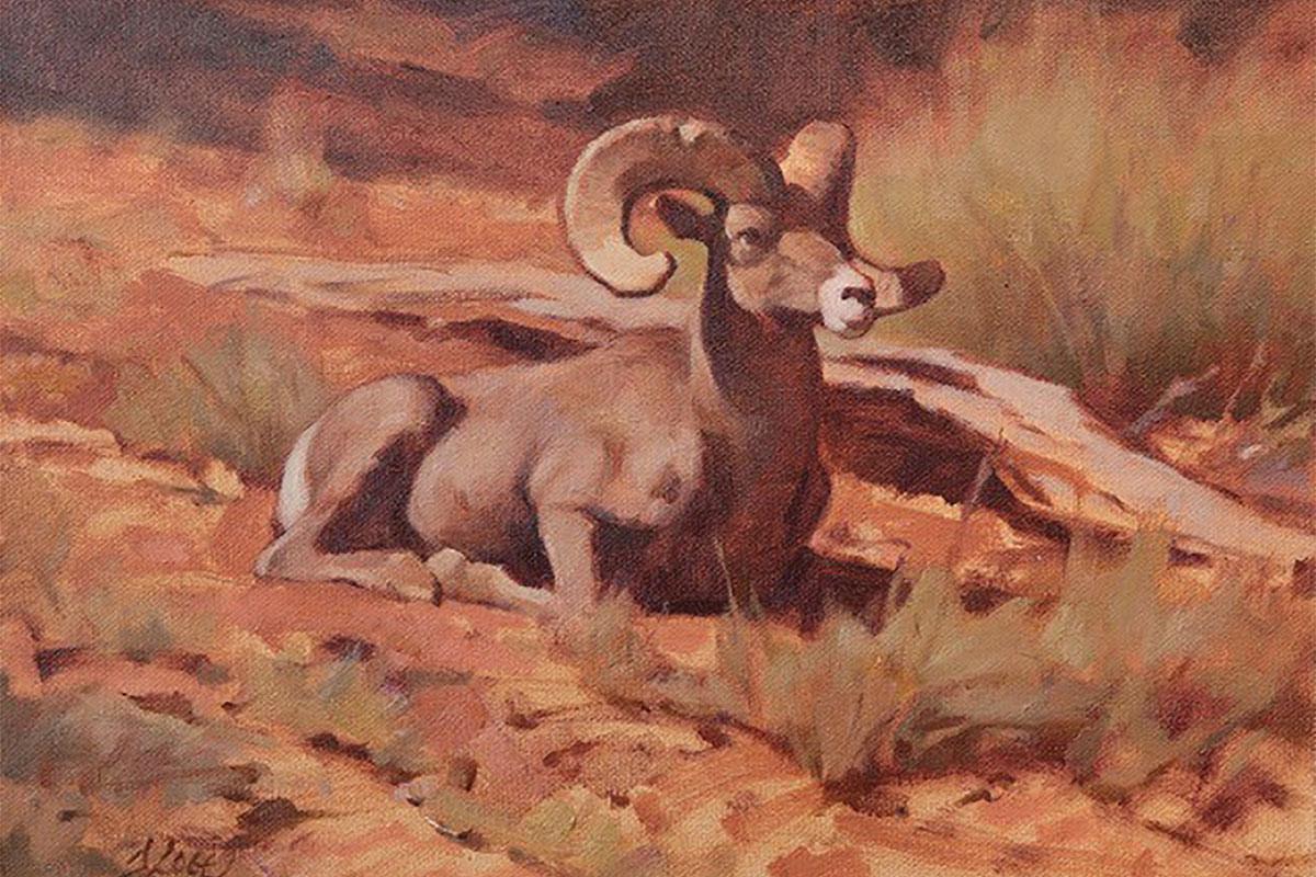 Dan Loge, Bighorn Ram