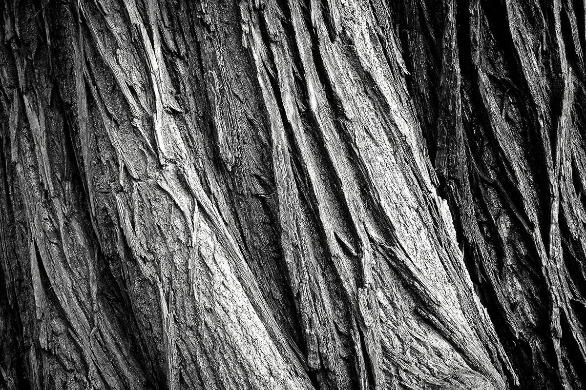 Tree bark